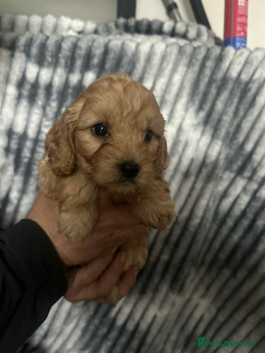 Cockapoo dogs for sale: F1B cockapoo  - Image 9