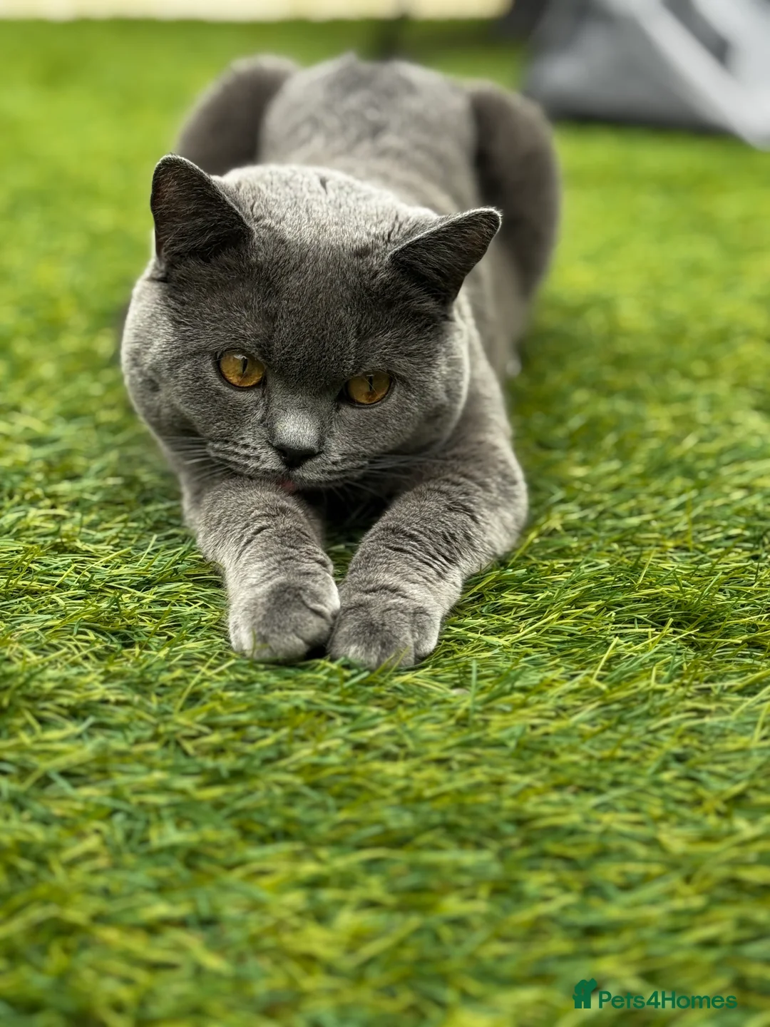British Shorthair cats for sale: British short hair male - Advert 4