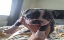 Boston Terrier dogs for sale: Last remaining Blue Boston girl - Image 22
