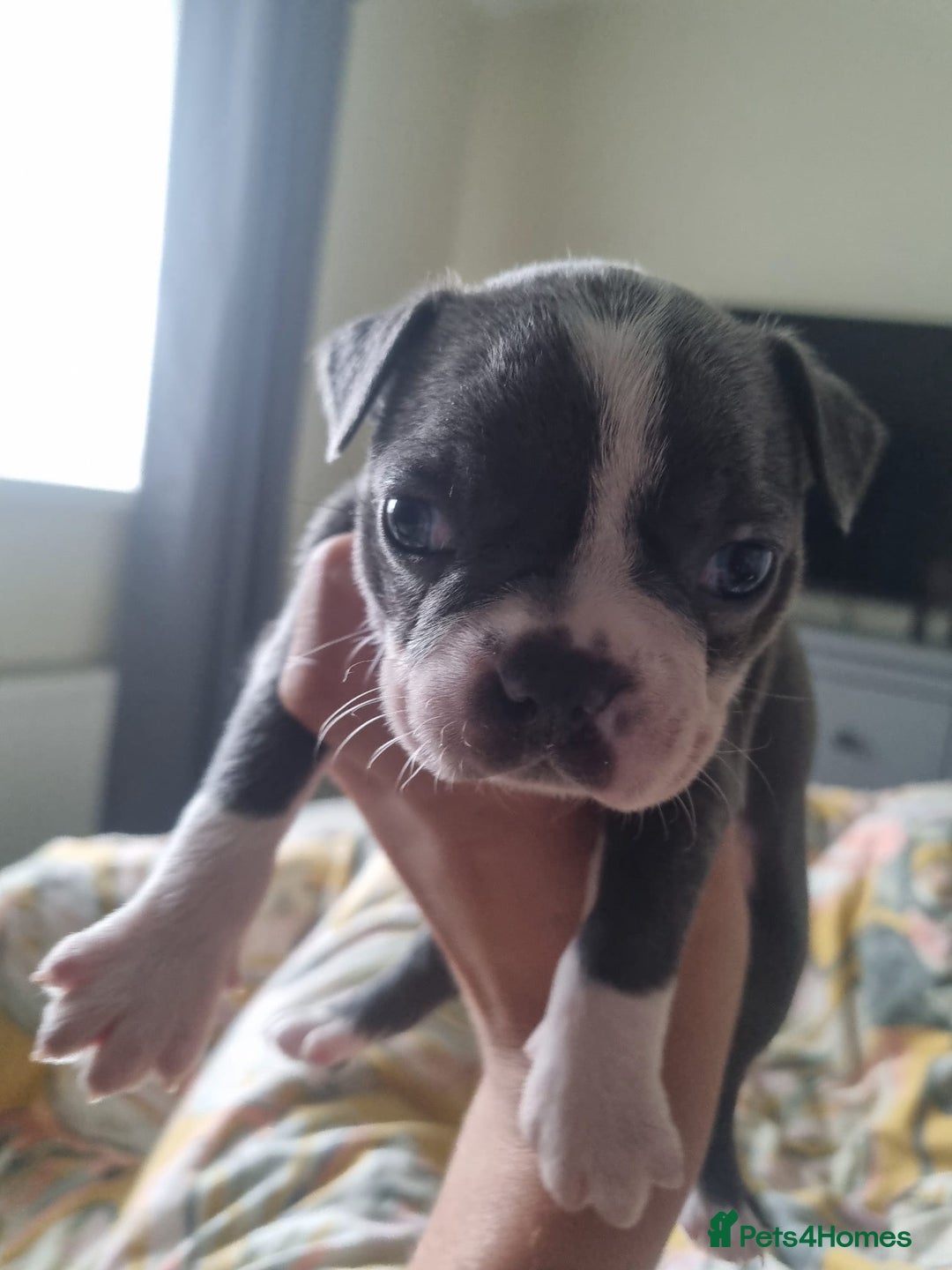 Boston Terrier dogs for sale: Last remaining Blue Boston girl - Image 22
