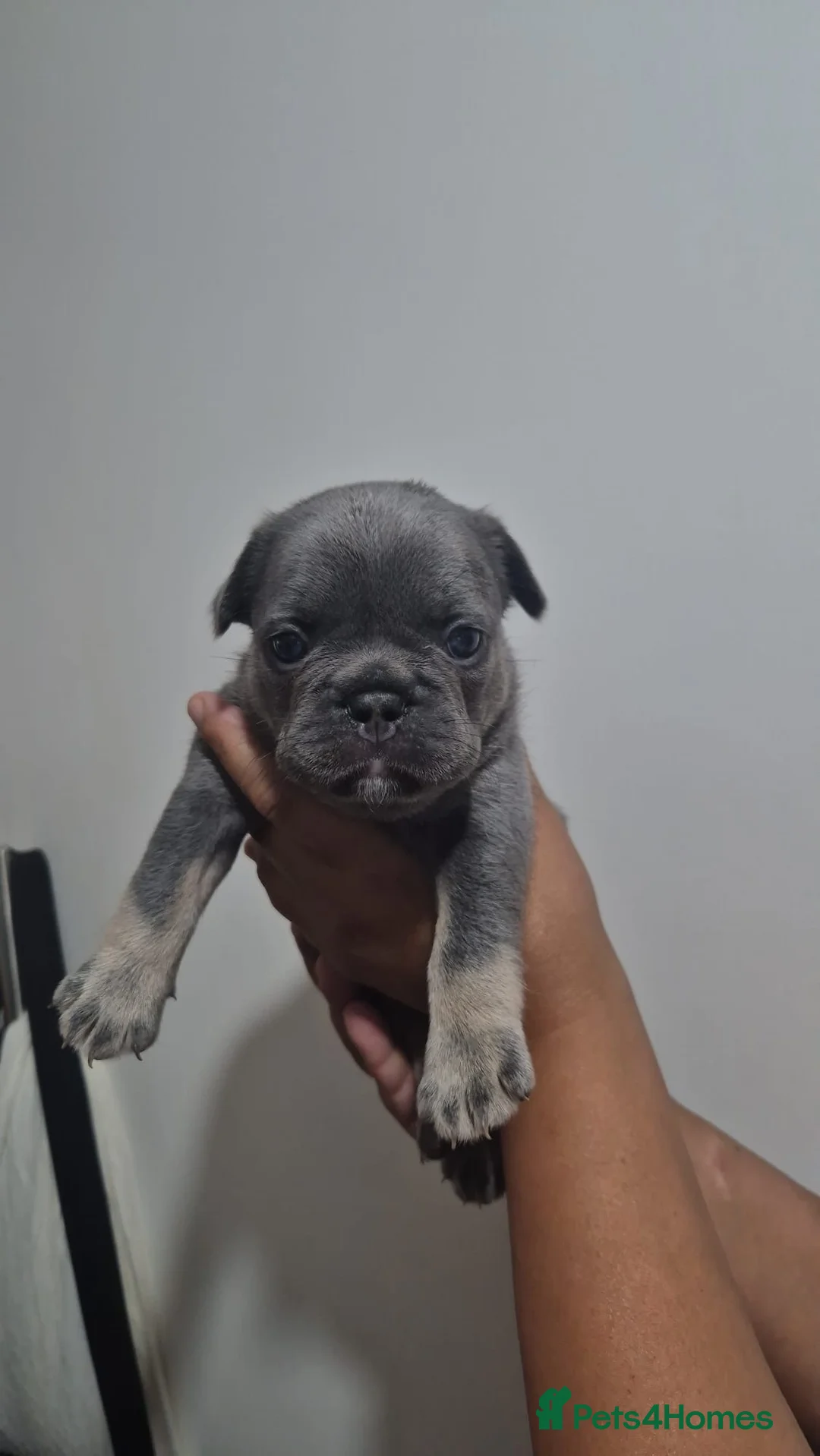 French Bulldog dogs for sale: French Bulldogs  - Advert 2
