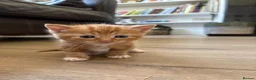 Mixed Breed cats for sale: 4 Ginger Male Kittens from 7th of September  in London - Advert 11