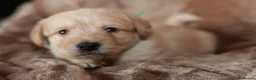 Labradoodle dogs for sale: Beautiful rainbow litter of F1 labradoodle puppies - Advert 21