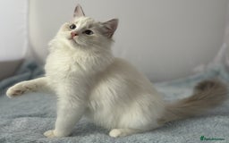Ragdoll cats for sale: Playful Pedigree Ragdoll Kittens Available - Image 26