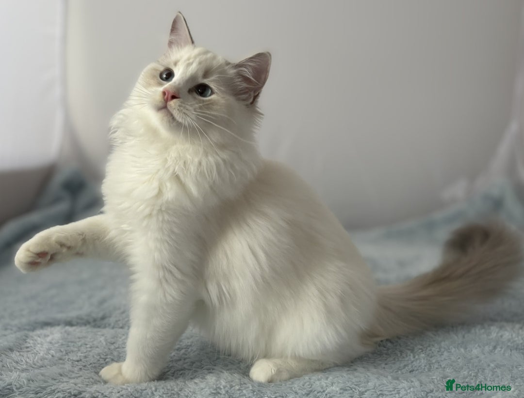 Ragdoll cats for sale: Playful Pedigree Ragdoll Kittens Available - Image 26