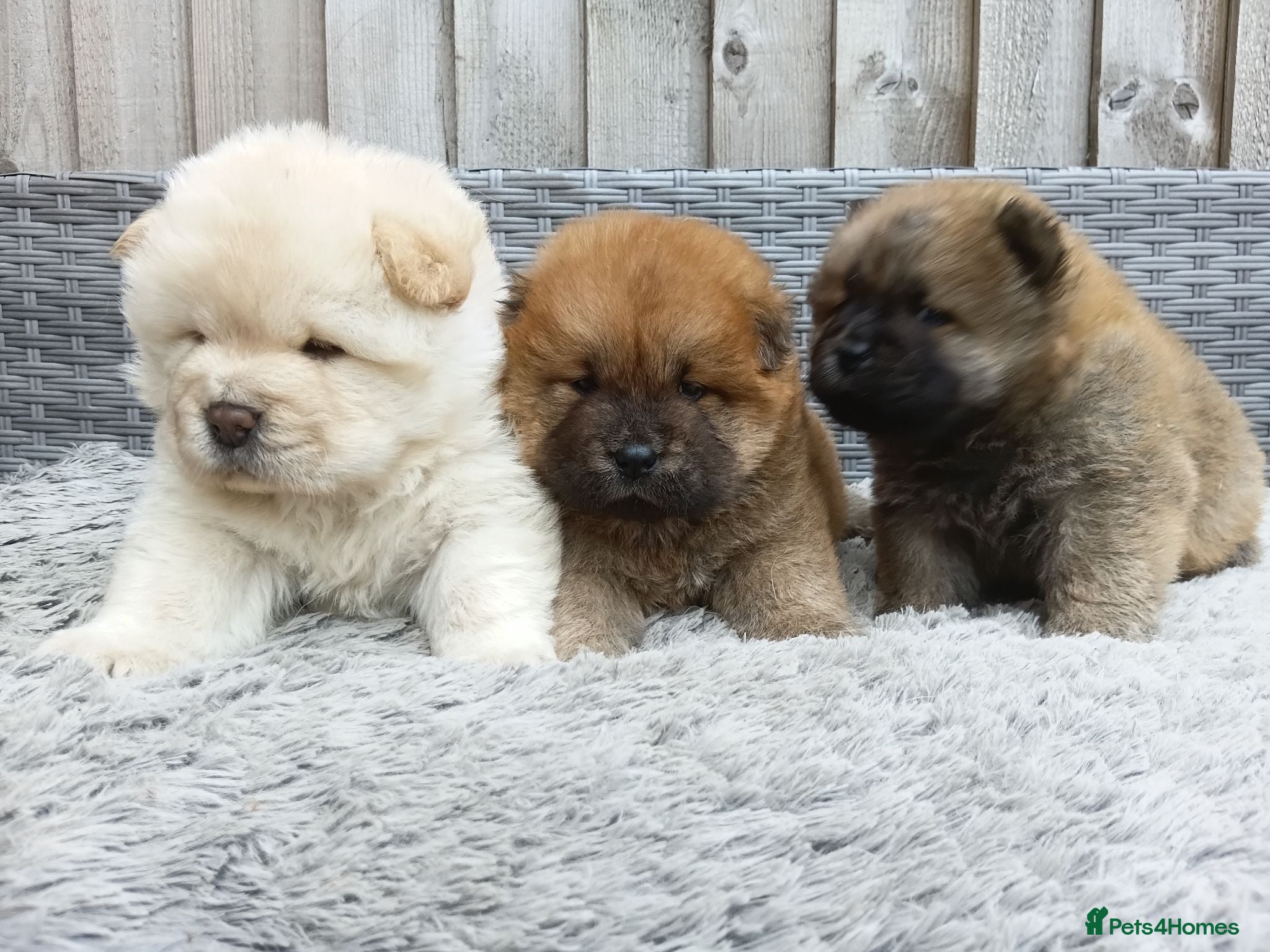 Chow Chow dogs Chow Chow puppies for sale - Advert 1