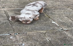 Dachshund dogs for sale: Beautiful girl dachshund  - Image 6