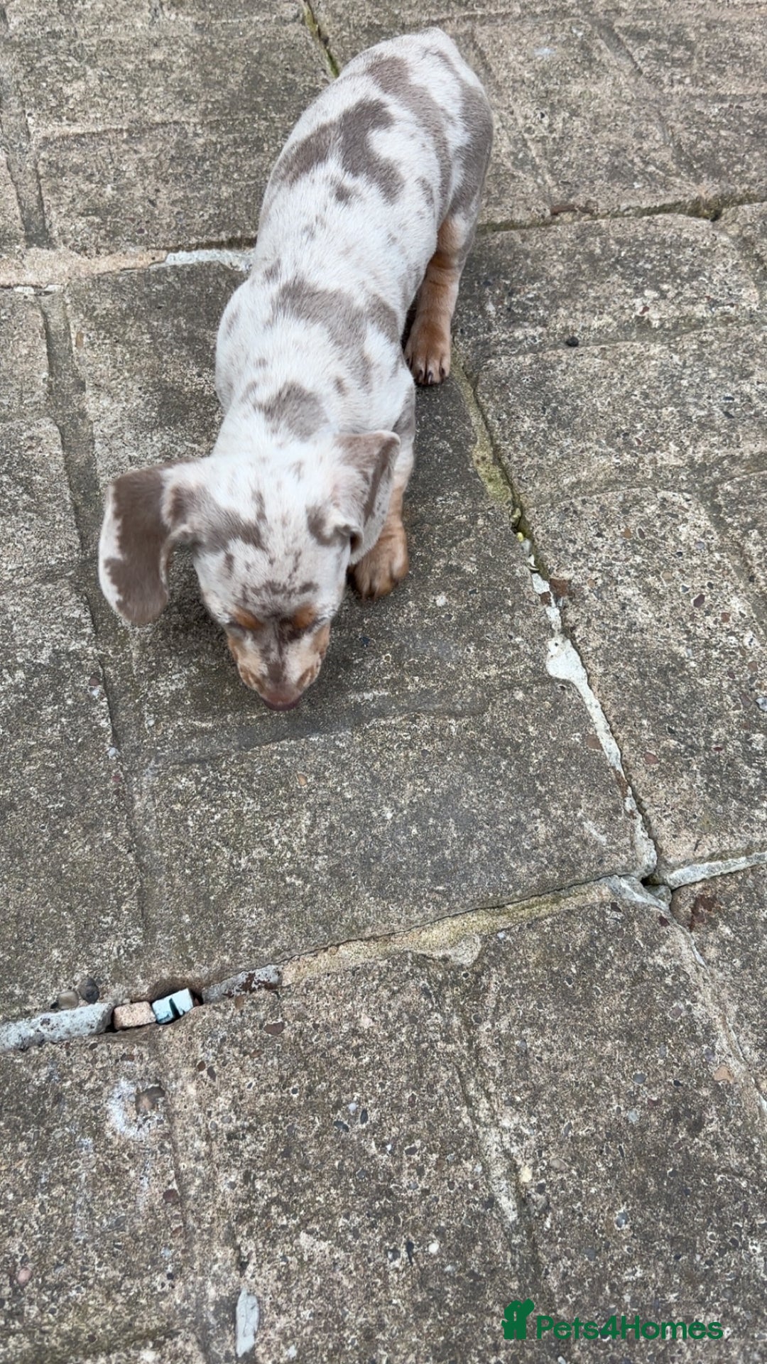 Dachshund dogs for sale: Beautiful girl dachshund  - Image 6