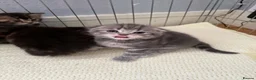 Scottish Fold cats for sale: Scottish fold kittens  - Advert 21