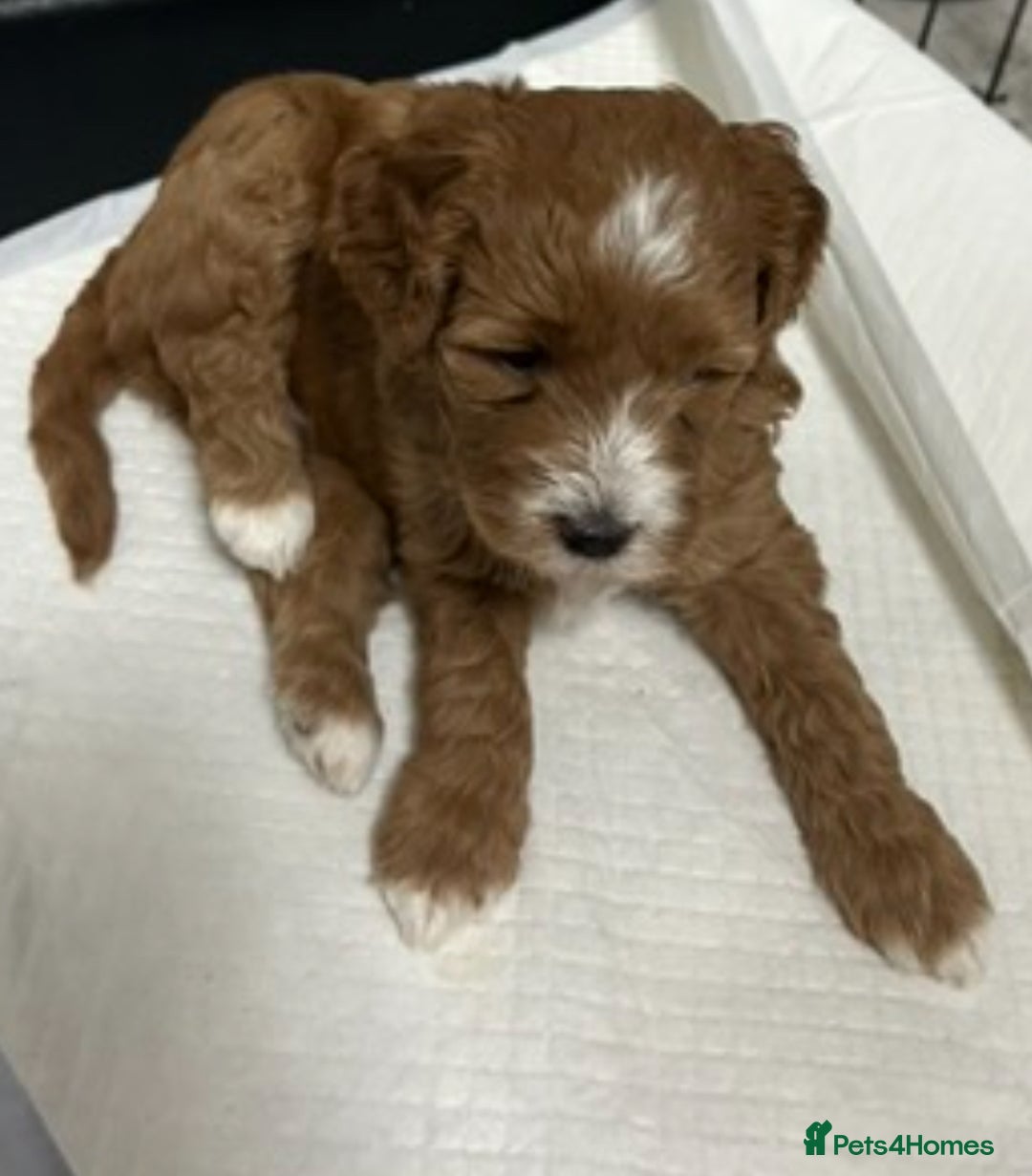 Cockapoo dogs for sale: 5 🌟 fox red cockapoo babies  ready  🏠 now 🐶 - Image 15