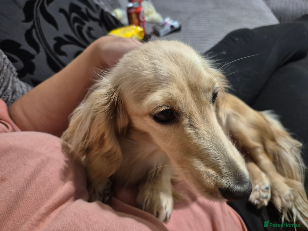 Dachshund dogs for sale: Kc boy dachshund  - Image 1