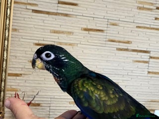 Parrots birds Bronze winged pionus friendly and tamed - Advert 1