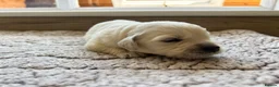 Golden Retriever dogs for sale: Health tested and KC-stunning golden retrievers  - Advert 34