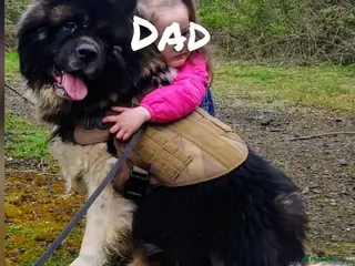 Akita dogs Akita pups READY - Advert 16