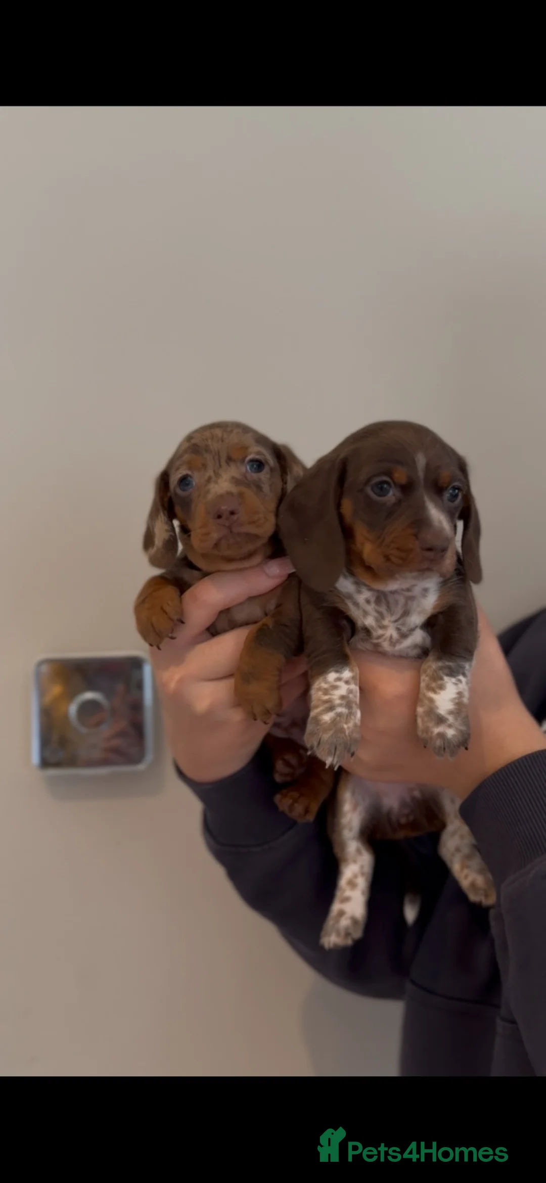 Miniature Dachshund dogs for sale: Stunning miniature Dachsunds kc reg  - Advert 2