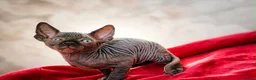 Sphynx cats for sale: Canadian sphynx kittens  - Advert 37