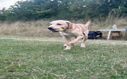 Labrador Retriever dogs for sale: handsome yellow lab - Advert 3