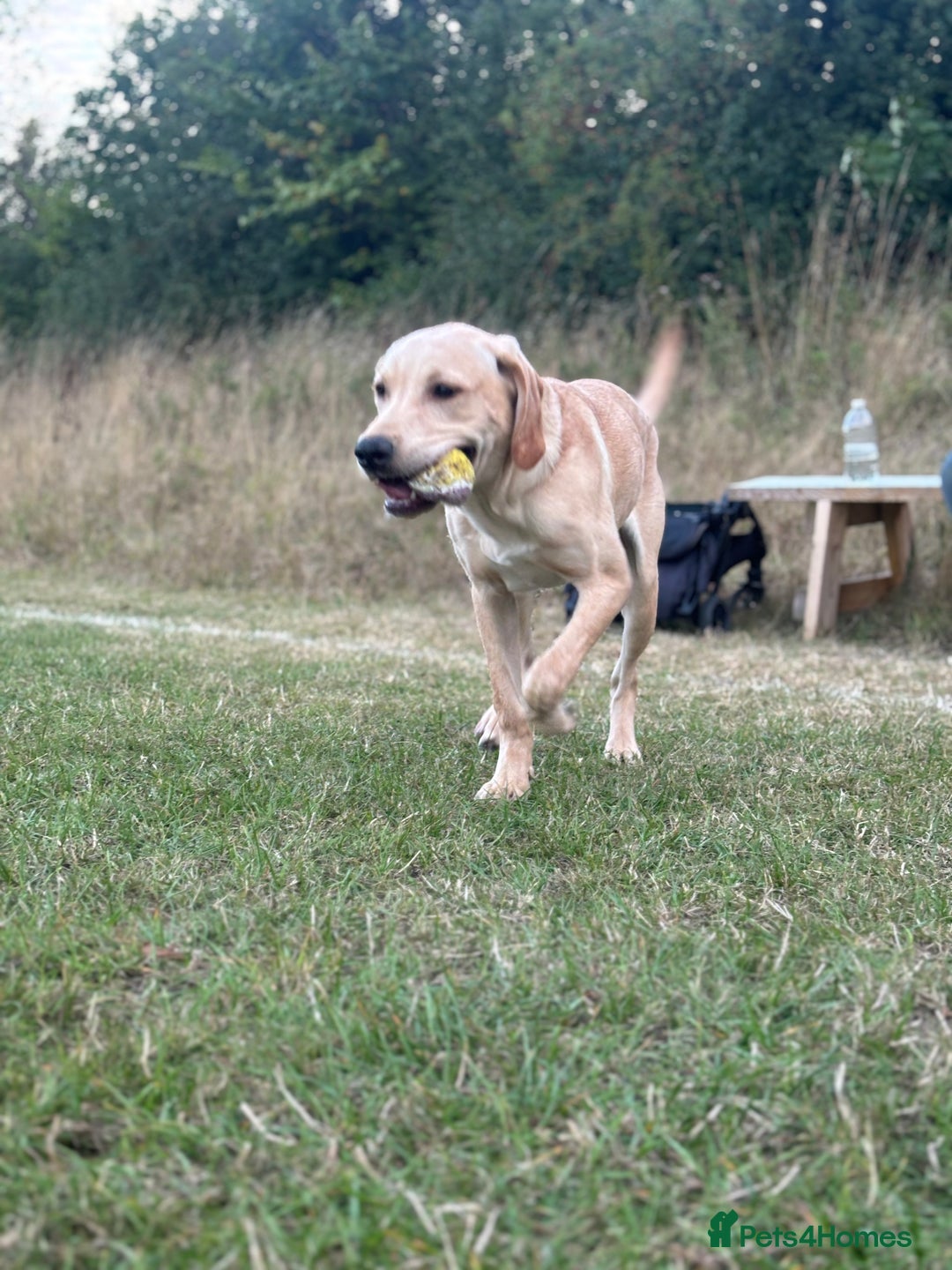 Labrador Retriever dogs for sale: handsome yellow lab - Advert 3