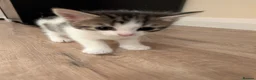 Mixed Breed cats for sale: Five Beautiful Female Kittens in Oxford - Advert 10