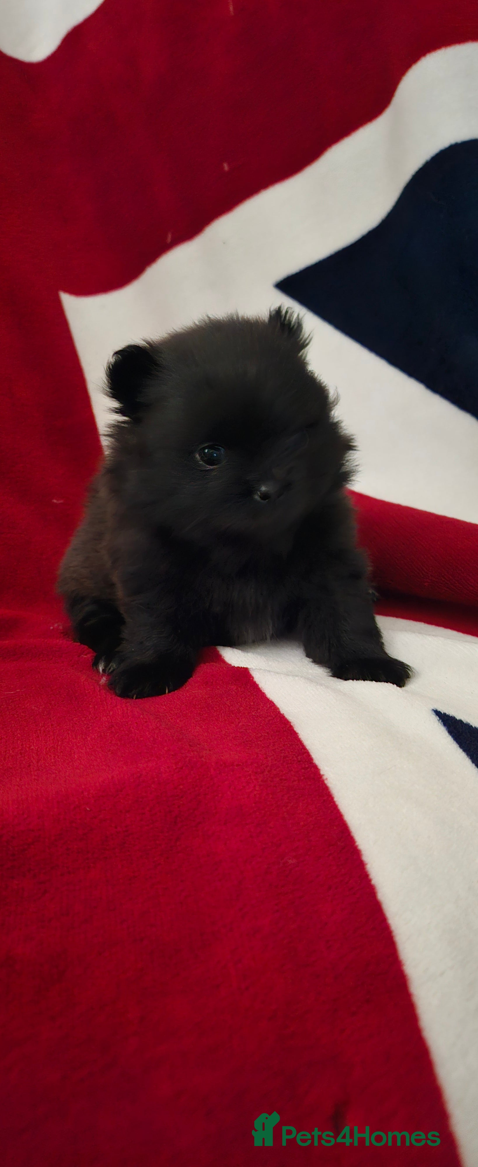 Pomeranian dogs 4 outstanding quality bear pomeranian puppies - Advert 17