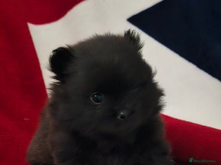Pomeranian dogs 4 outstanding quality bear pomeranian puppies - Advert 17