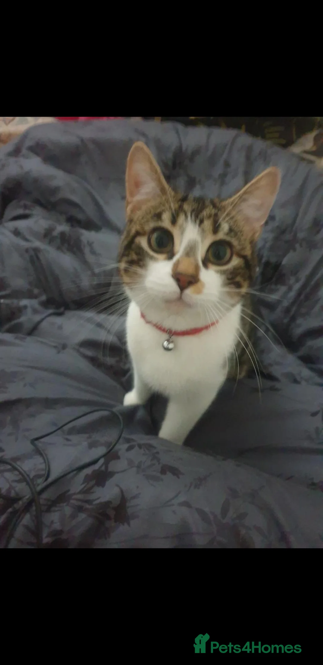 Mixed Breed cats for sale: Sweet and affectionate Mickey - comes with things in Accrington - Advert 9
