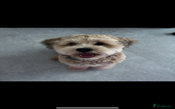 Lhasapoo dogs for stud: Lhasapoo Stud  - Image 2
