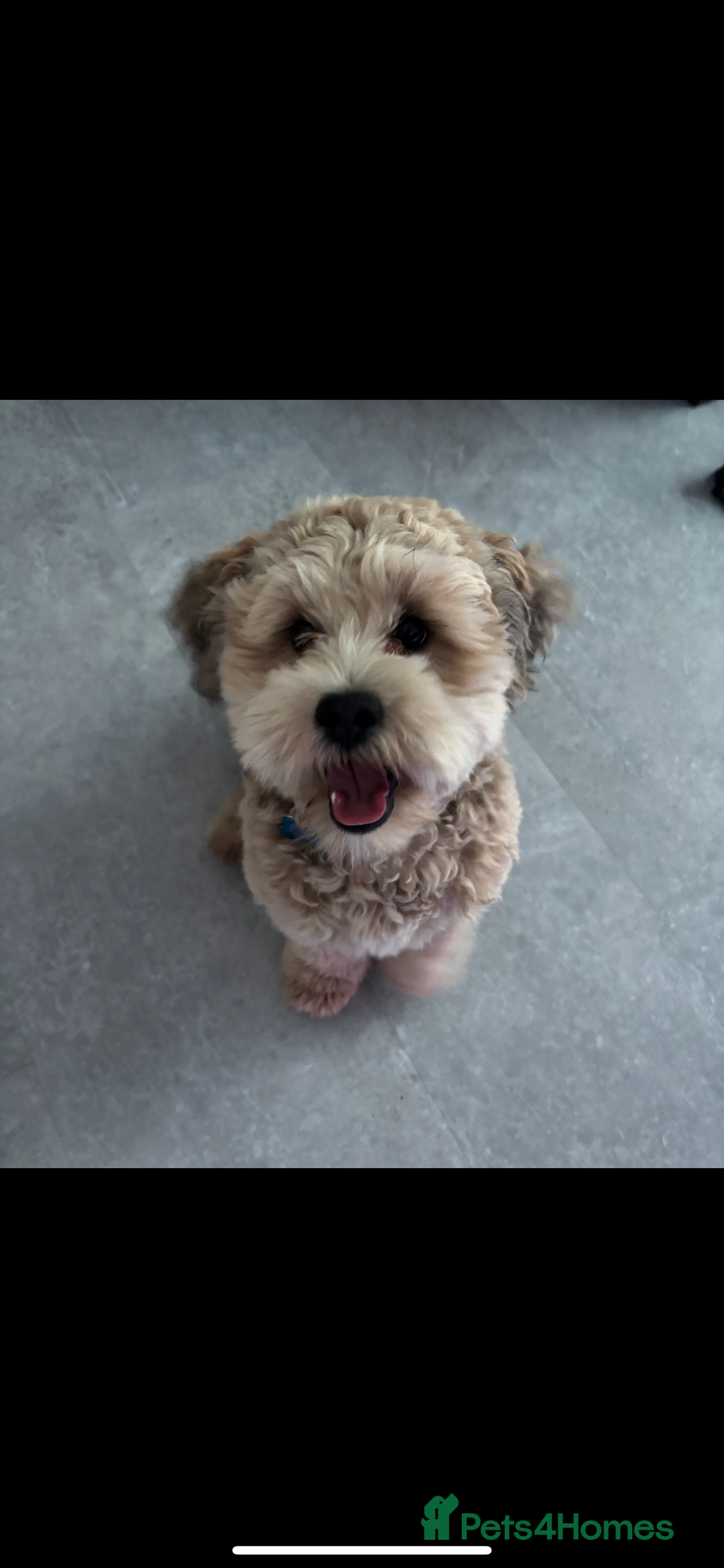 Lhasapoo dogs for stud: Lhasapoo Stud  - Image 2