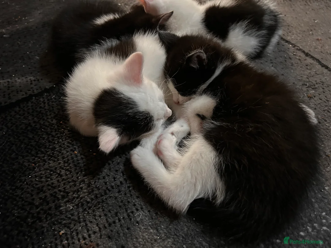 Mixed Breed cats for sale: Kittens are looking for a home  - Advert 13