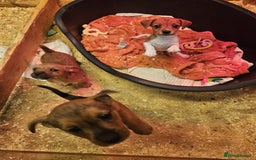 Mixed Breed dogs for sale: Border terrier x jack Russell  - Image 6