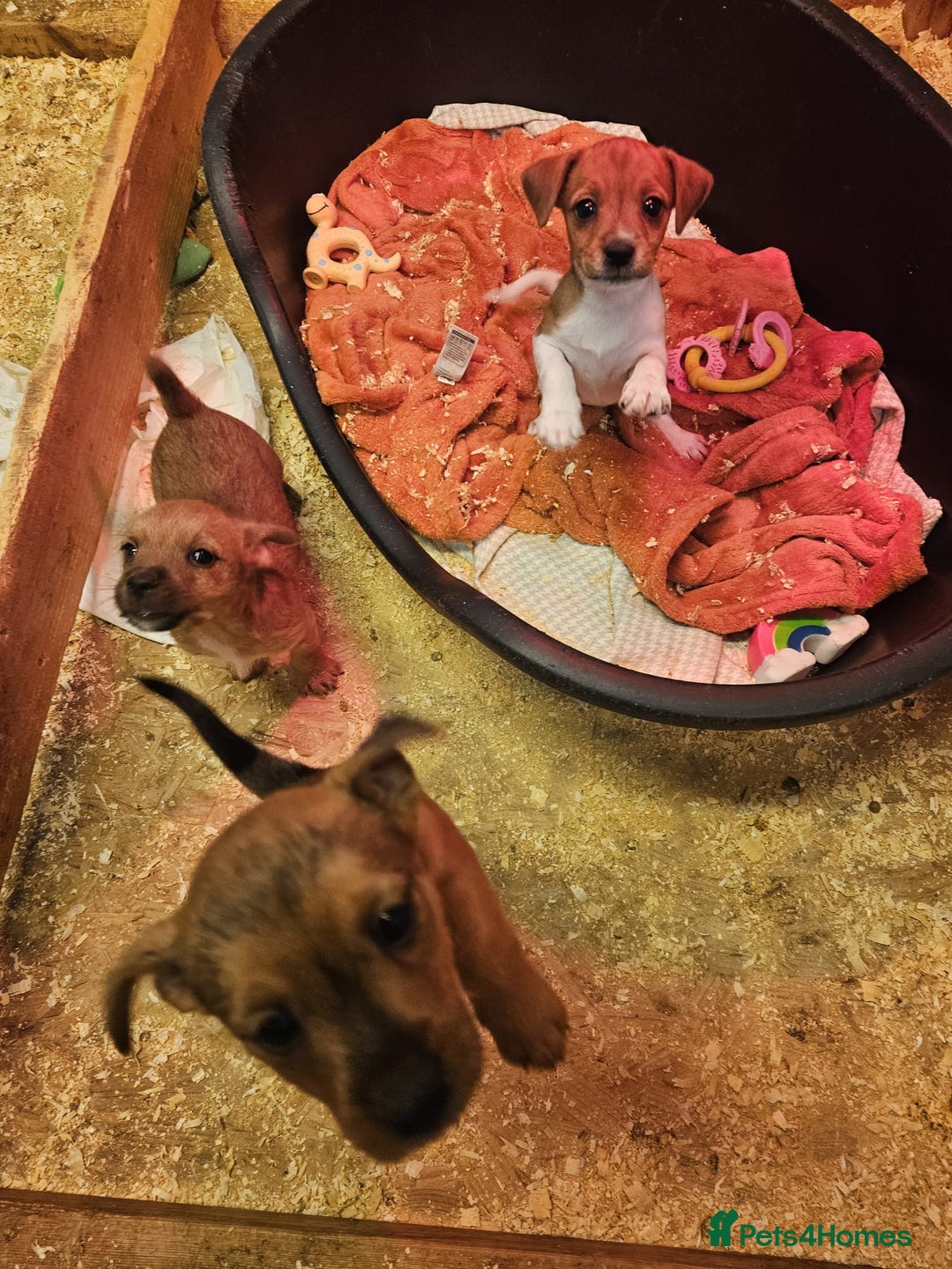 Mixed Breed dogs for sale: Border terrier x jack Russell  - Image 6