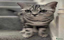 British Shorthair cats for sale: British short hair  black silver tabby girl - Image 4