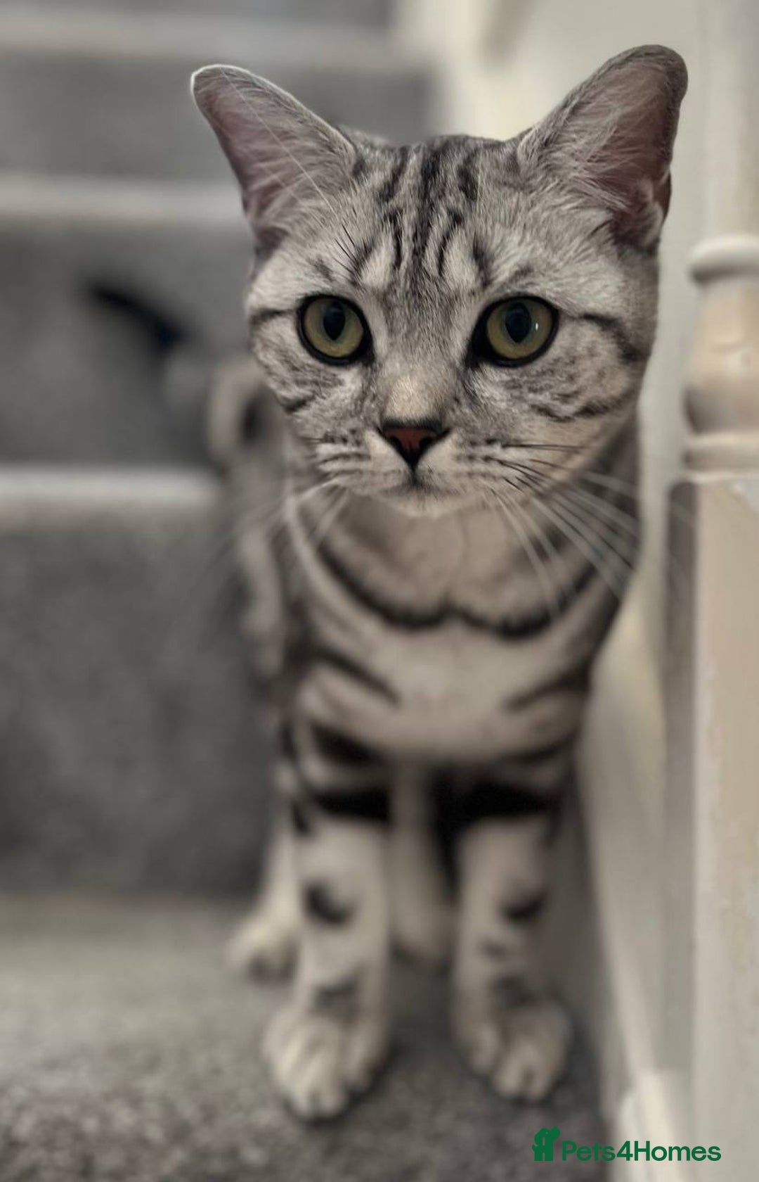 British Shorthair cats for sale: British short hair  black silver tabby girl - Image 4