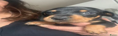 Dachshund Puppy 2