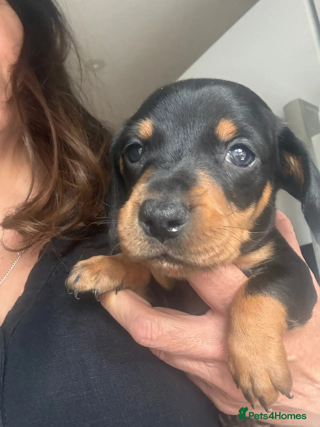 Dachshund dogs for sale: Dachshund  - Advert 2