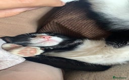 Domestic Shorthair cats for sale: 3-year-old Black Tuxedo Domestic Shorthair - Image 4