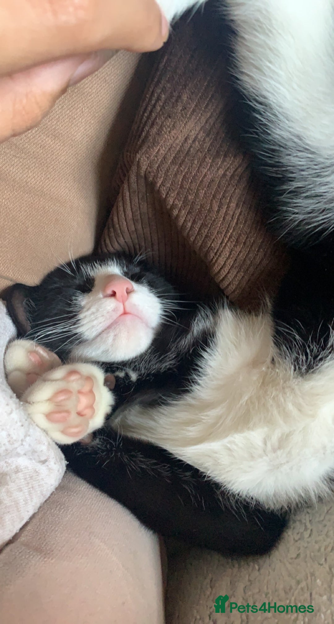 Domestic Shorthair cats for sale: 3-year-old Black Tuxedo Domestic Shorthair - Image 4