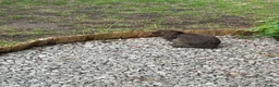 Mini Lop rabbits for sale: Baby rabbits  - Advert 11