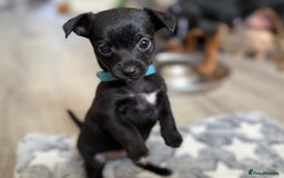 Chiweenie dogs for sale: Gorgeous litter of chiweenies  - Image 2