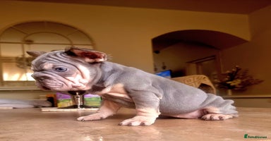 French Bulldog dogs - Advert 6