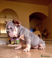 French Bulldog dogs - Advert 6