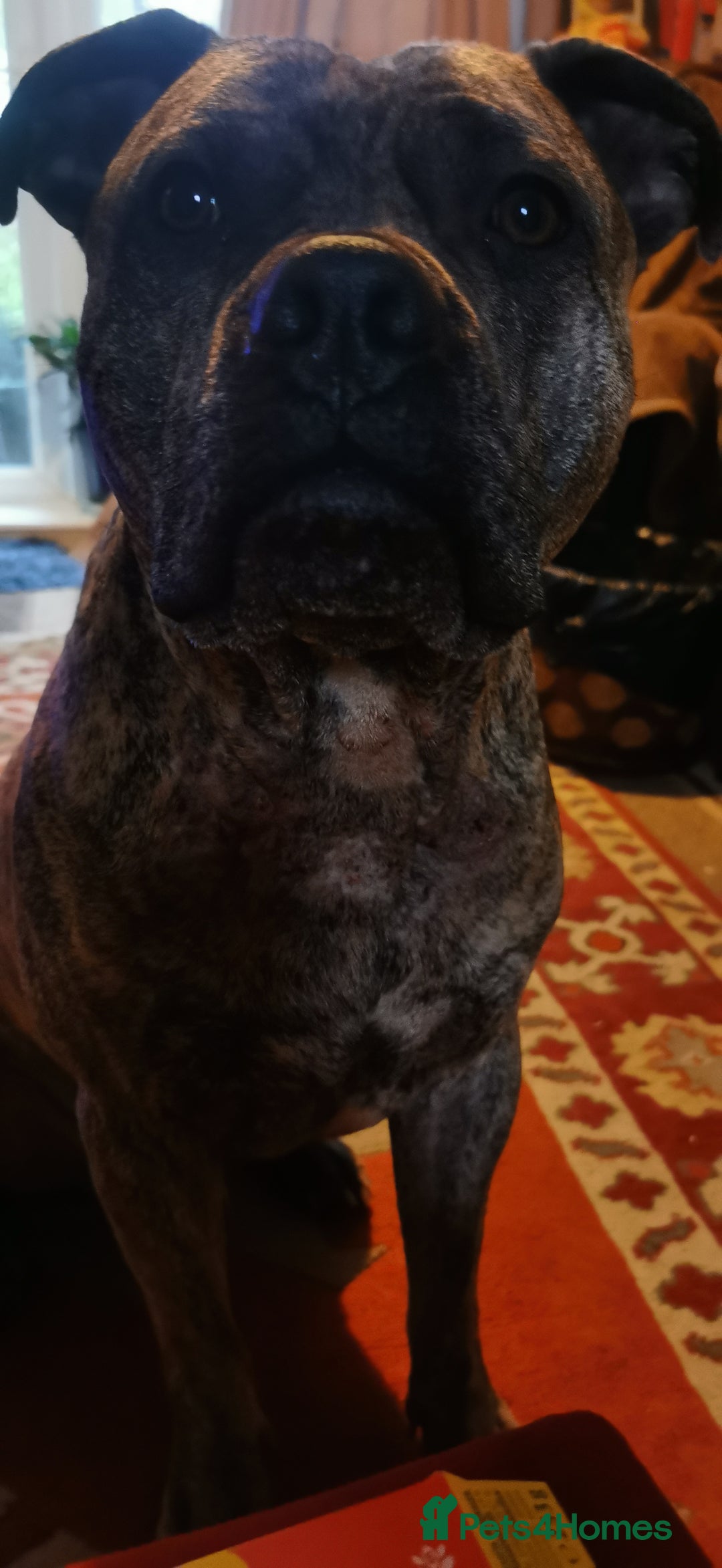 Mixed Breed dogs for sale: 7 Adorable Bull Terrier Cross Puppies - Advert 7