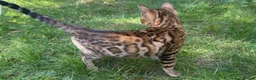 Bengal cats for sale: TICA Registered Bengal Kitten - Stunning Rosettes - Advert 15