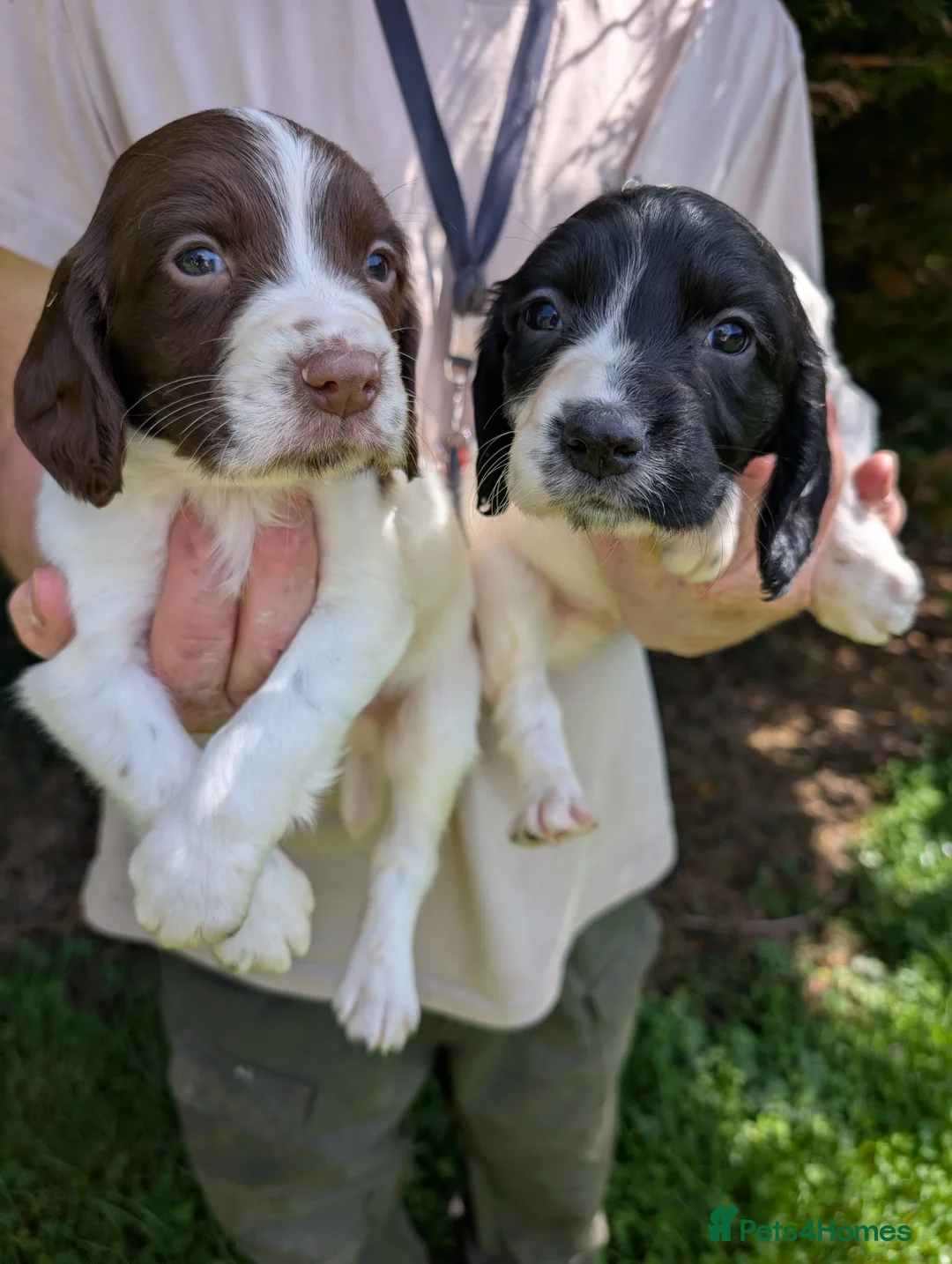 English Springer Spaniel dogs for sale: Beautiful Springer Spaniel pups - Advert 2
