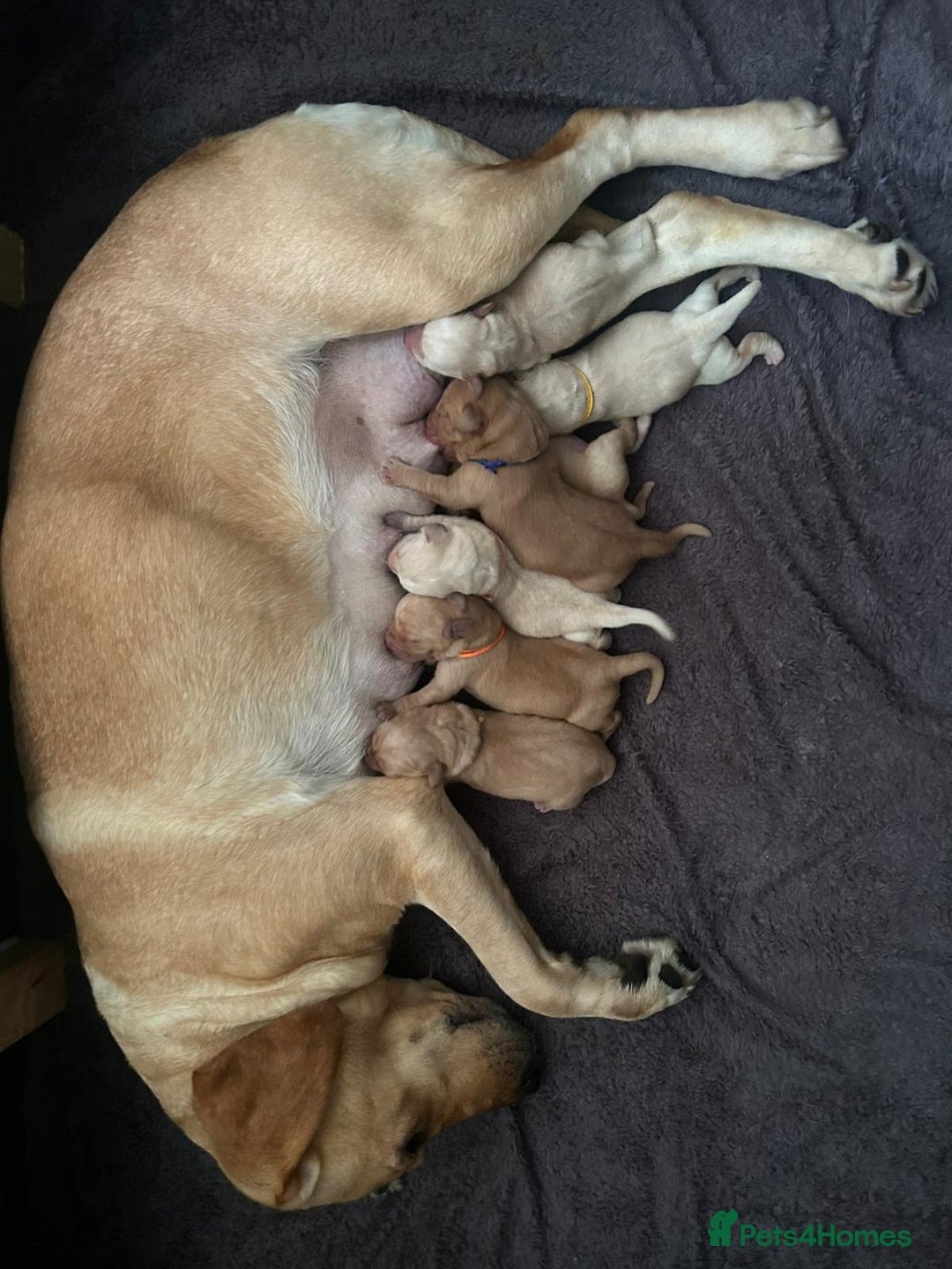 Labrador Retriever dogs for sale: Beautiful pedigree golden Labradors  - Image 31