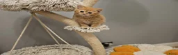 British Shorthair cats for sale: Beautiful Ginger Girl Tabby BSH Kitten - Advert 10