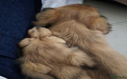 Miniature Dachshund dogs for sale: Miniature dachshunds Long haired cream KC reg  - Image 24