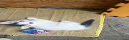 Mixed Breed cats for sale: Mixed breed kittens - Advert 3