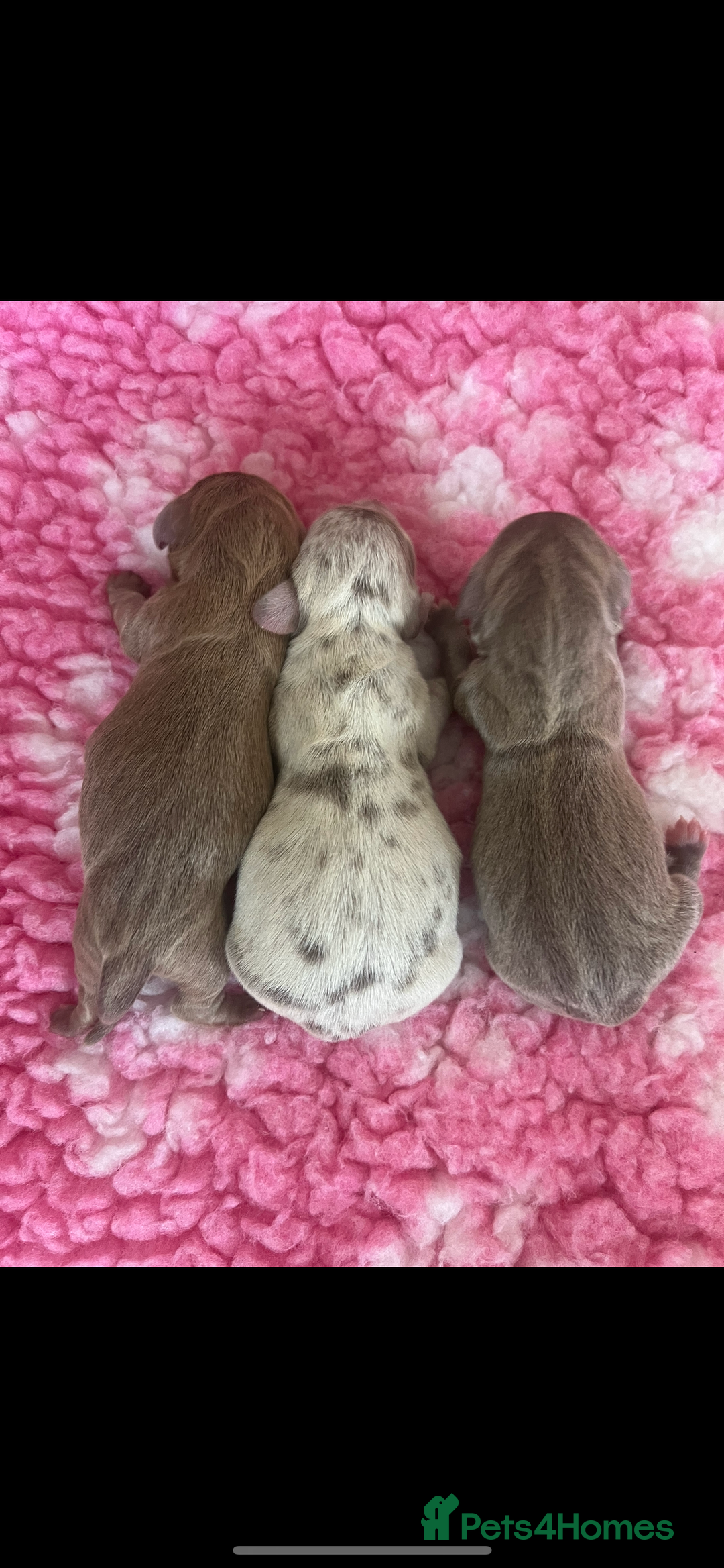 Miniature Dachshund dogs for sale: 1 Beautiful Kc reg Girl 💗 needs rehoming  - Advert 4