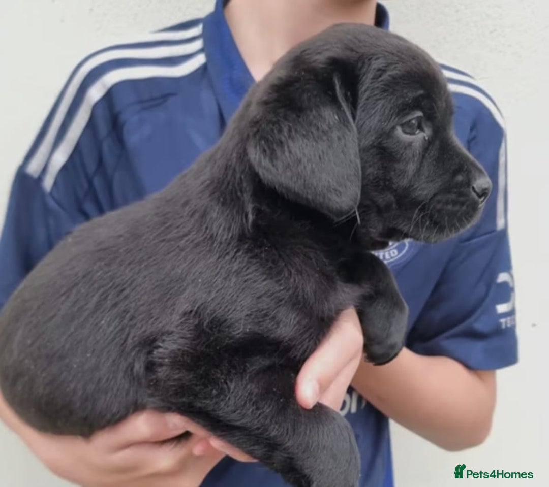 Labrador Retriever dogs for sale: Fully health checked labrador puppies - Advert 2